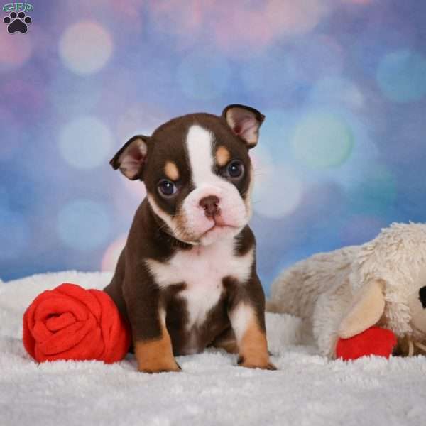 Claire, Miniature Bulldog Puppy